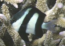 To FishBase images (<i>Dascyllus aruanus</i>, Mauritius, by Patzner, R.)