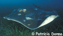 To FishBase images (<i>Dasyatis brevicaudata</i>, Australia, by Danna, P.)