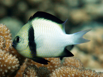 To FishBase images (<i>Dascyllus carneus</i>, Maldives, by Patzner, R.)