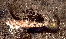 To FishBase images (<i>Dactylopus dactylopus</i>, Indonesia, by Randall, J.E.)
