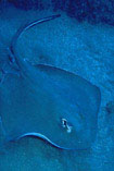 Image of Hypanus dipterurus (Diamond stingray)