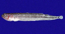 To FishBase images (<i>Dactyloscopus fimbriatus</i>, Panama, by Robertson, R.)