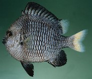 To FishBase images (<i>Dascyllus flavicaudus</i>, French Polynesia, by Randall, J.E.)