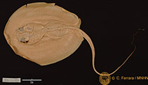 Image of Fontitrygon garouaensis (Smooth freshwater stingray)