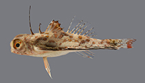 To FishBase images (<i>Dactyloptena gilberti</i>, Saudi Arabia, by Bogorodsky, S.V.)