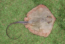 To FishBase images (<i>Dasyatis hypostigma</i>, Brazil, by Carvalho Filho, A.)