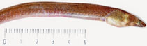 To FishBase images (<i>Dalophis imberbis</i>, Spain, by Blanco Moreno, J.M.)