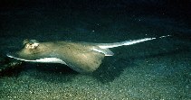 To FishBase images (<i>Dasyatis kuhlii</i>, Japan, by Randall, J.E.)