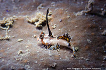 To FishBase images (<i>Dactylopus kuiteri</i>, Hong Kong, by Biu Mui@114°E Hong Kong Reef Fish Survey)