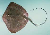 Image of Bathytoshia lata (Brown stingray)