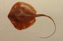 Image of Fontitrygon margaritella (Pearl stingray)