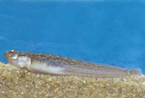 To FishBase images (<i>Dactylagnus mundus</i>, El Salvador, by Robertson, R.)