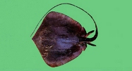 To FishBase images (<i>Dasyatis navarrae</i>, Chinese Taipei, by Shao, K.T.)