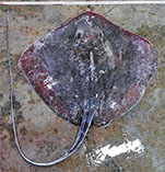 To FishBase images (<i>Dasyatis parvonigra</i>, Thailand, by Krajangdara, T. & S. Rodpradit)
