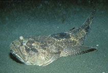 Image of Daector reticulata (Reticulated toadfish)