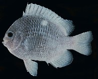 To FishBase images (<i>Dascyllus strasburgi</i>, Marquesas Is., by Randall, J.E.)