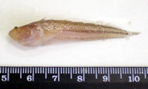 To FishBase images (<i>Dactyloscopus tridigitatus</i>, Brazil, by Vaske Jr., T.)