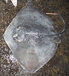 Image of Bathytoshia lata (Brown stingray)