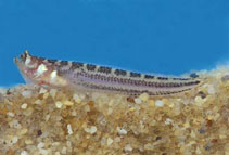 To FishBase images (<i>Dactyloscopus zelotes</i>, El Salvador, by Robertson, R.)
