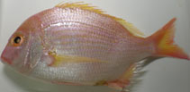 Image of Dentex abei (Yellowfin sea bream)