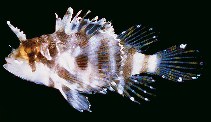 Image of Dendrochirus barberi (Hawaiian lionfish)