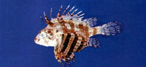 To FishBase images (<i>Dendrochirus bellus</i>, Chinese Taipei, by The Fish Database of Taiwan)