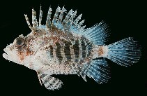 Image of Dendrochirus brachypterus (Dwarf lionfish)