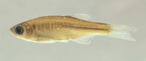To FishBase images (<i>Devario chrysotaeniatus</i>, China, by Fang, F.)