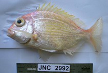 To FishBase images (<i>Dentex fourmanoiri</i>, New Caledonia, by Justine, J.-L.)