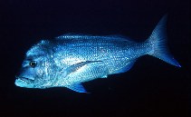 To FishBase images (<i>Dentex gibbosus</i>, Canary Is., by Hernández-González, C.L.)