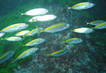 To FishBase images (<i>Decapterus koheru</i>, New Zealand, by Denny, C.)
