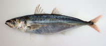 To FishBase images (<i>Decapterus kurroides</i>, Philippines, by Reyes, R.B.)