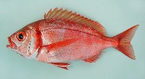 To FishBase images (<i>Dentex macrophthalmus</i>, Cape Verde, by Cambraia Duarte, P.M.N. (c)ImagDOP)