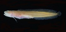 To FishBase images (<i>Dermatopsis macrodon</i>, Norfolk I., by Randall, J.E.)