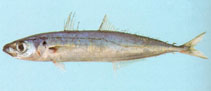To FishBase images (<i>Decapterus macrosoma</i>, Jordan, by Khalaf, M.A.)