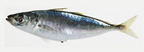 Image of Decapterus maruadsi (Japanese scad)