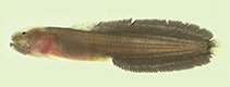 To FishBase images (<i>Dermatopsoides morrisonae</i>, Australia, by P.R. Møller & W. Schwarzhans)