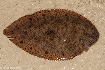 Image of Dexillus muelleri (Tufted sole)