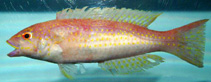 Image of Decodon puellaris (Red hogfish)