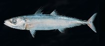 To FishBase images (<i>Decapterus russelli</i>, by Randall, J.E.)