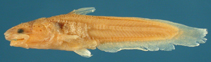 To FishBase images (<i>Denticetopsis sauli</i>, Venezuela, by Sabaj Pérez, M.H.)
