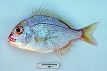 To FishBase images (<i>Dentex spariformis</i>, Australia, by Graham, K.)