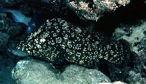 Image of Dermatolepis striolata (Smooth grouper)