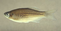 To FishBase images (<i>Devario strigillifer</i>, Myanmar, by Fang, F.)