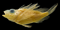 To FishBase images (<i>Dendrochirus tuamotuensis</i>, French Polynesia, by Matsunuma, M.)