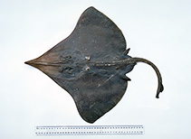 To FishBase images (<i>Dipturus acrobelus</i>, Australia, by Graham, K.)