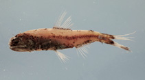 To FishBase images (<i>Diaphus adenomus</i>, by NOAA\NMFS\Mississippi Laboratory)