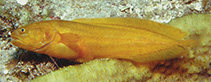 To FishBase images (<i>Diancistrus alleni</i>, Papua New Guinea, by Allen, G.R.)