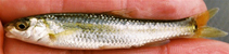 To FishBase images (<i>Dionda argentosa</i>, USA, by Shattuck, Z.R.)