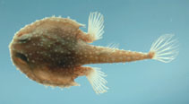 To FishBase images (<i>Dibranchus atlanticus</i>, by NOAA\NMFS\Mississippi Laboratory)